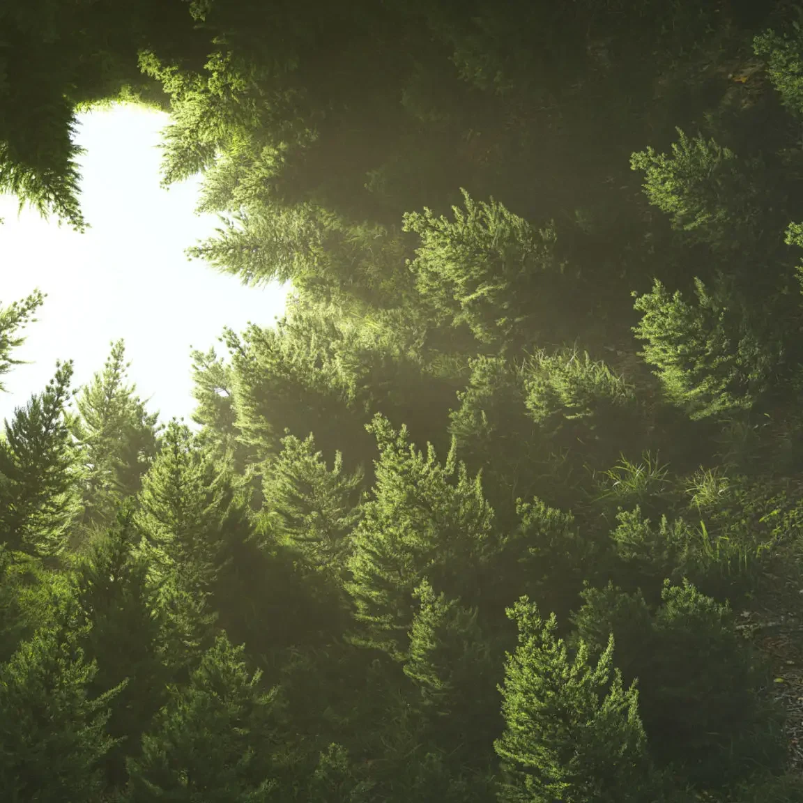Sunlight streams through tall pine trees in a forest.