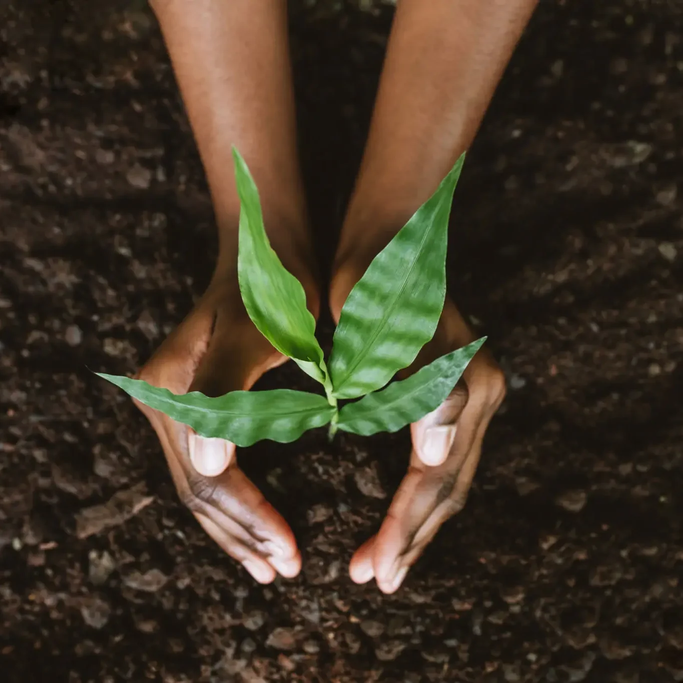 Hands and feet nurturing a small green plant in soil.