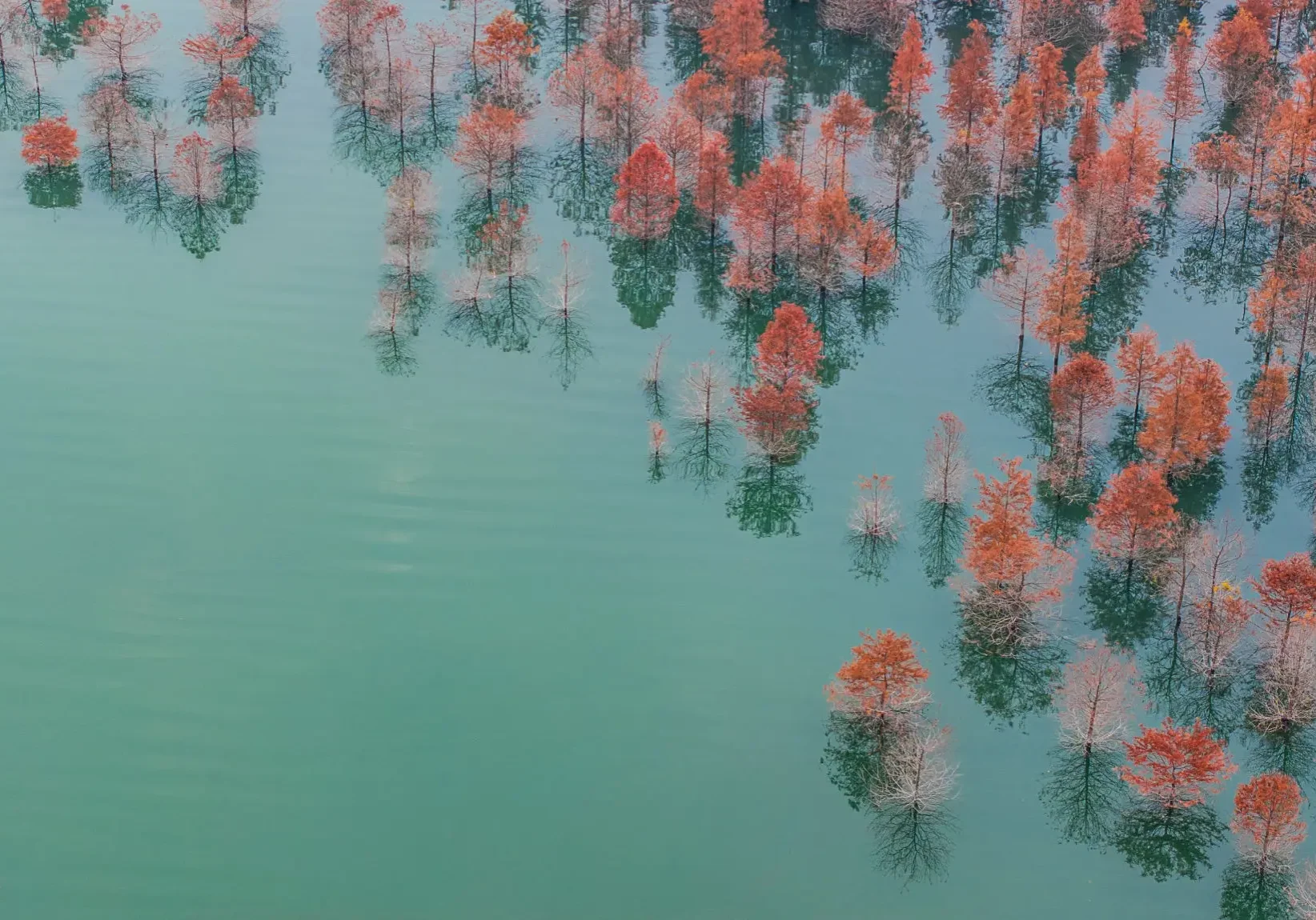 Trees with autumn foliage emerging from calm water.